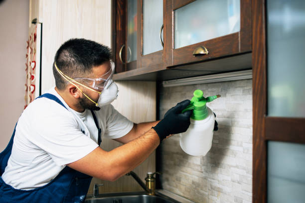 Best Rat Extermination Near Me  in Green Forest, AR