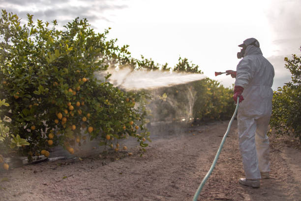 Best Local Pest Control Services  in Green Forest, AR
