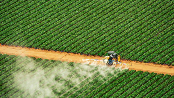 Trusted Green Forest, AR Pest Control Experts