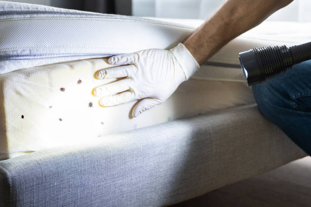 Best Affordable Pest Control Services  in Green Forest, AR