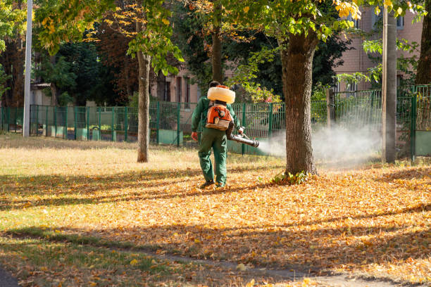 Best Termite Control Services  in Green Forest, AR
